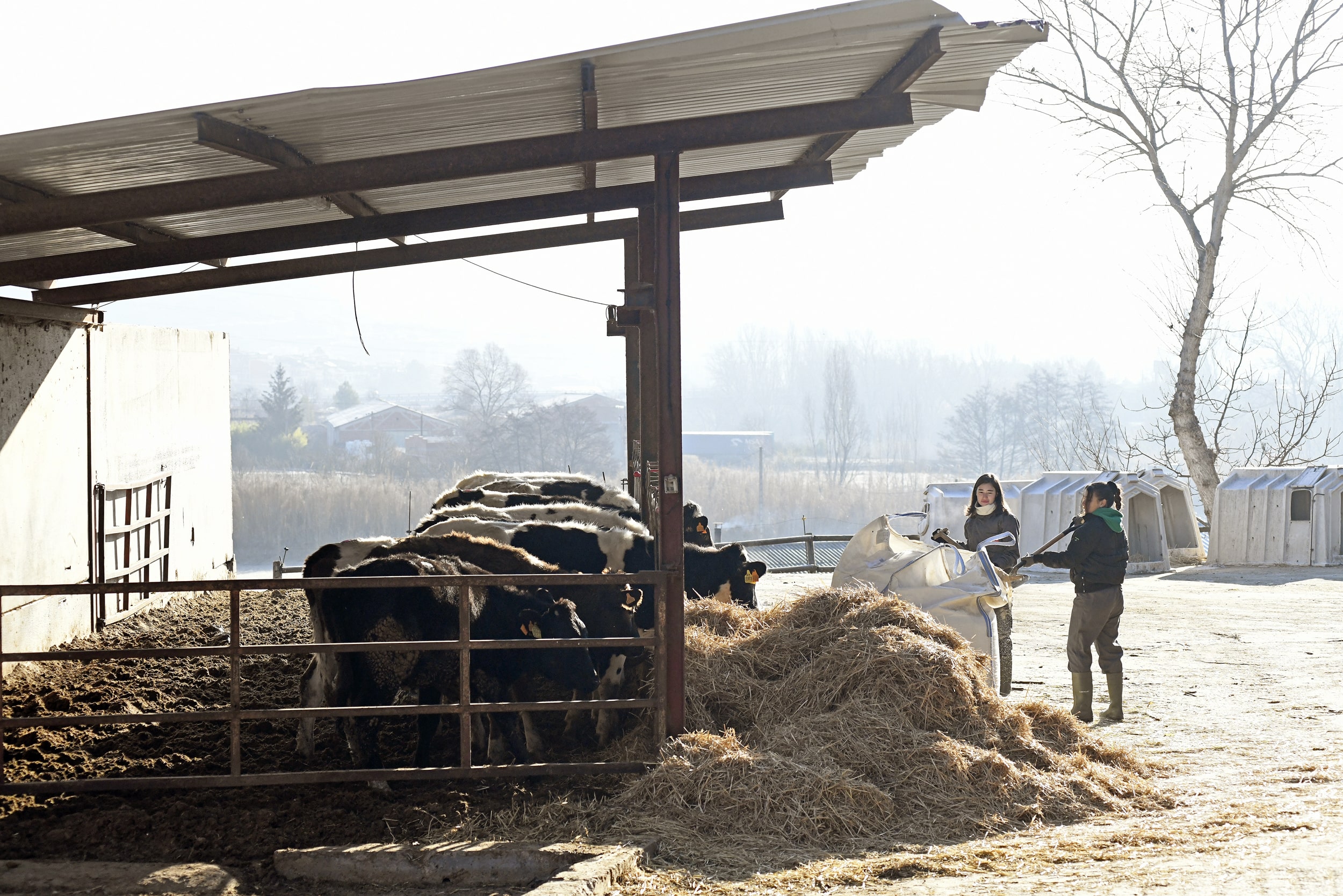 Estudiantes repartiendo la paja para las vacas en la granja La Torre