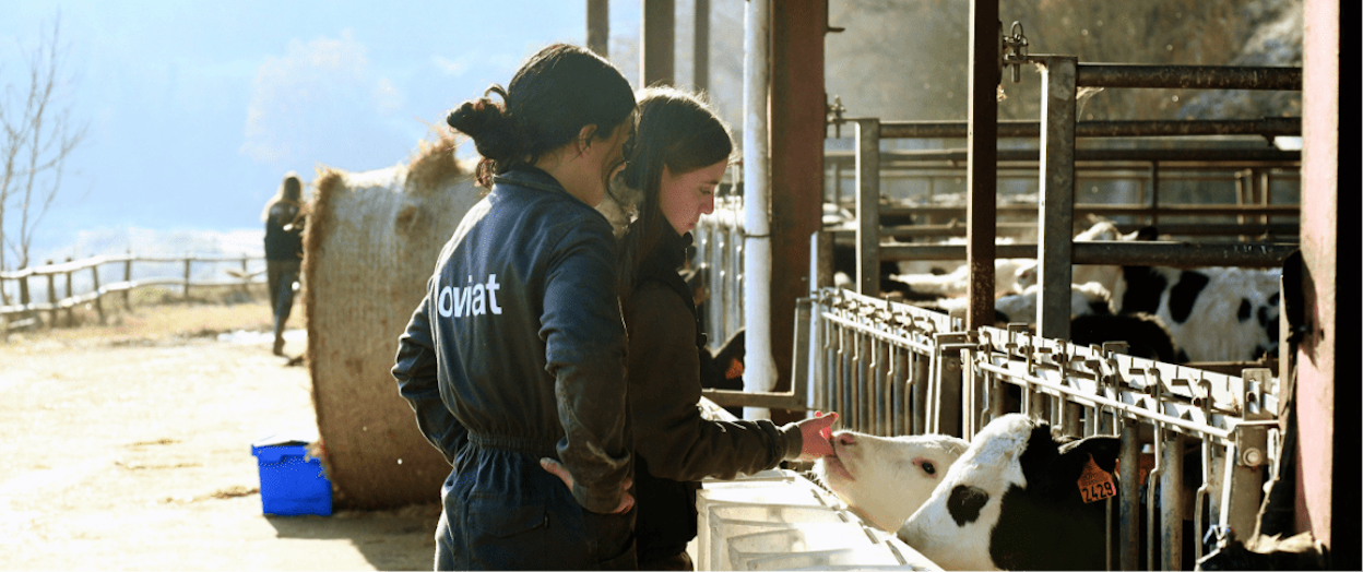 Two Joviat students observing a cow at La Torre farm