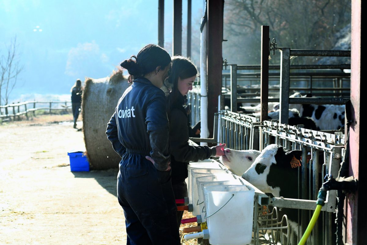 Two Joviat students observing a cow at La Torre farm